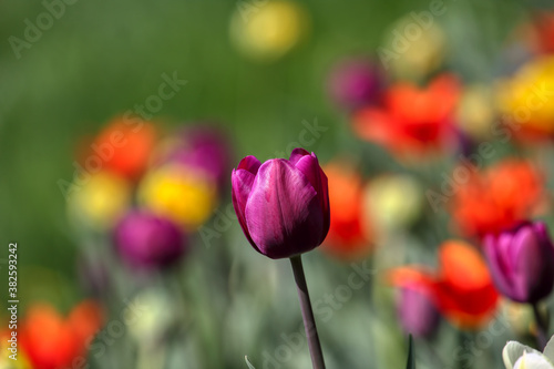Tulips in the garden, spring