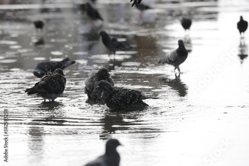 Birds standing on a wet street in a rainy day. blurred background