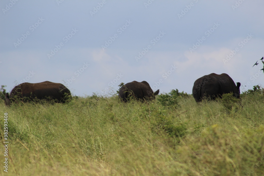 Photos taken in Kruger National Park