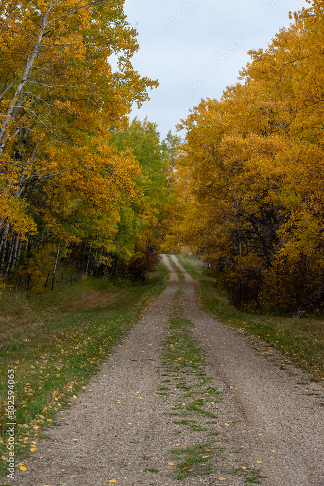 Back country road on the Canadian prairies in fall.