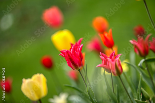 Tulips in the garden, spring