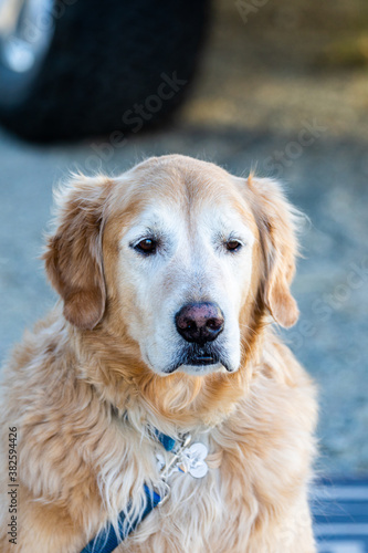 Fototapeta Naklejka Na Ścianę i Meble -  golden retriever dog