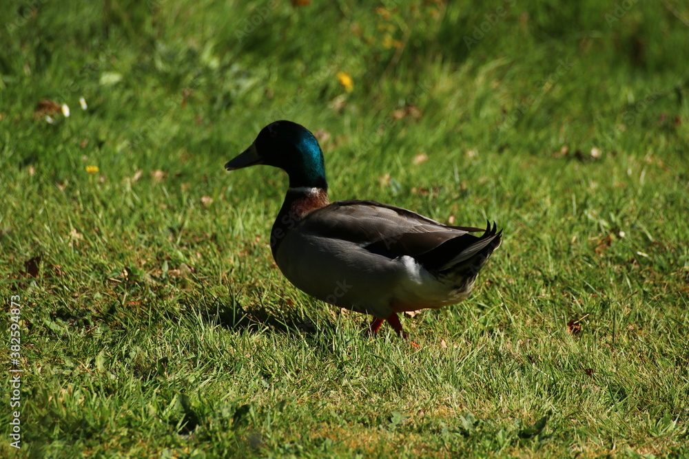 Duck Duck