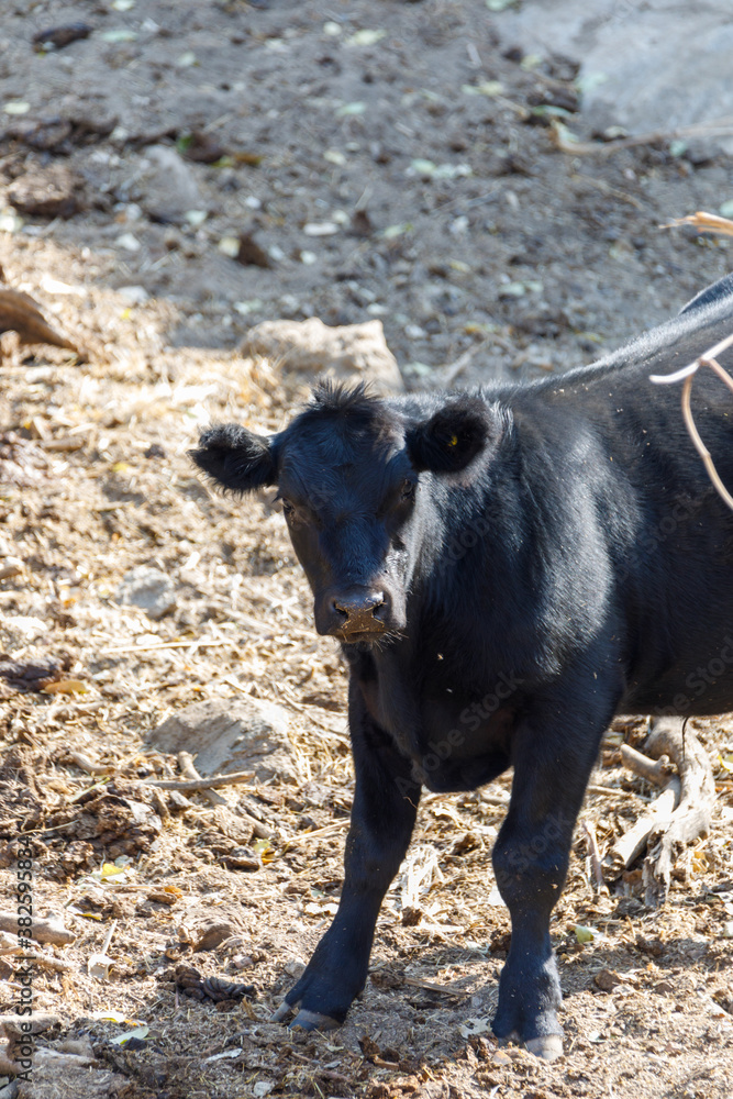 Cow Cow