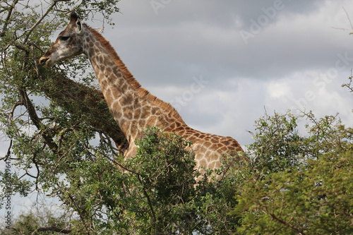 Photos taken in Kruger National Park