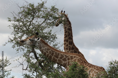 Photos taken in Kruger National Park © Sethumaathavan