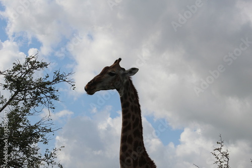 Photography Photos taken in Kruger National Park