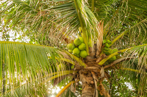 a bunch of green coconuts grow on a palm tree high on top against a background of green leaves