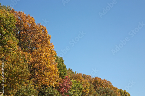 紅葉の樹木