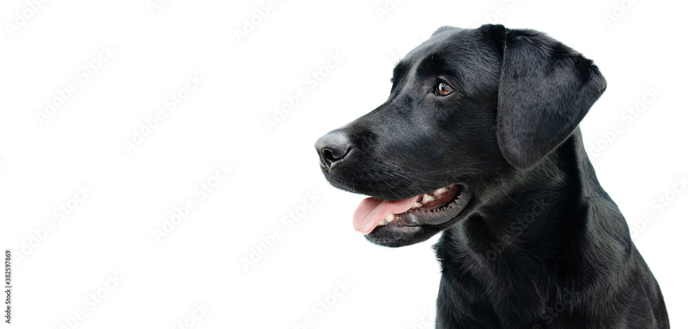 Profile black labrador puppy dog, Isolated on white background. Profile black labrador puppy dog, Isolated on white background.