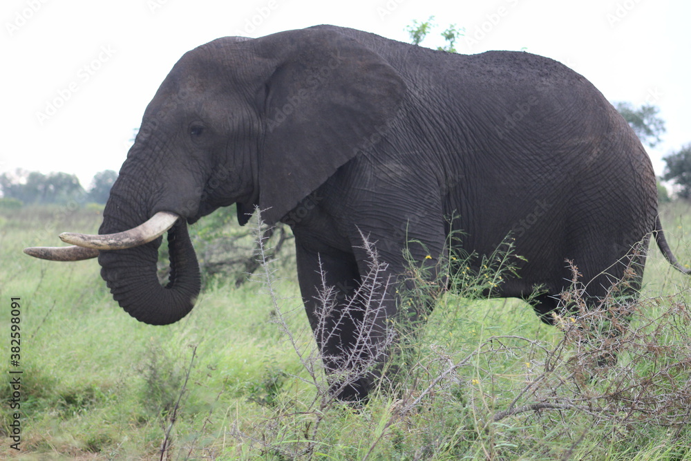 Photos taken in Kruger National Park