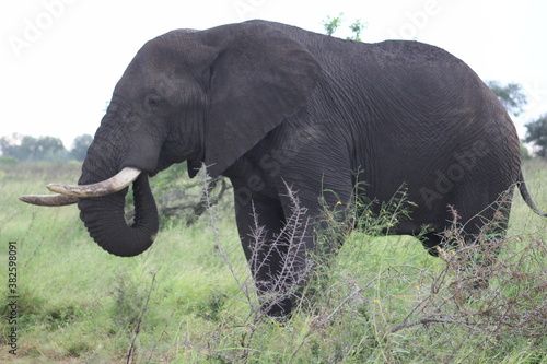 Photos taken in Kruger National Park