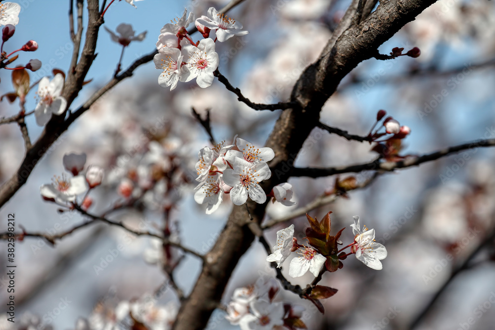 Fruit tree blossoms. Spring beginning background. The fruits blossom in spring. Bokeh. Fruit tree blossoms. Spring beginning background. The fruits blossom in spring. Bokeh.