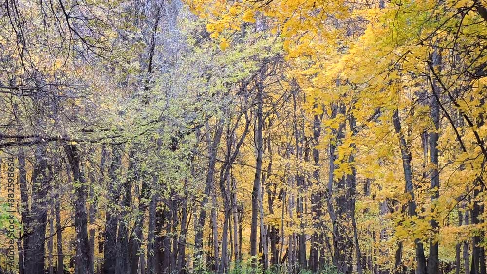 Autumn Scene. Falling colorful maple leaves, yellow trees in autumnal park, forest Autumn Scene. Falling colorful maple leaves, yellow trees in autumnal park, forest