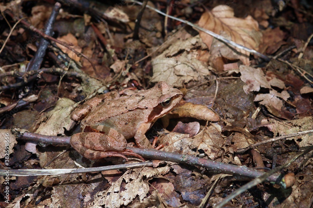 La rana común (Rana temporaria), también conocida como rana común europea localizada en Sighisoara, Rumania. Rana perfectamente camuflada con la hojarasca del suelo en la Reserva Breite Ancient Oak. La rana común (Rana temporaria), también conocida como rana común europea localizada en Sighisoara, Rumania. Rana perfectamente camuflada con la hojarasca del suelo en la Reserva Breite Ancient Oak.