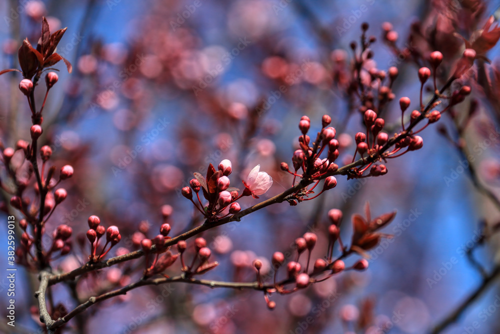 Fruit tree blossoms. Spring beginning background. The fruits blossom in spring. Bokeh. Fruit tree blossoms. Spring beginning background. The fruits blossom in spring. Bokeh.