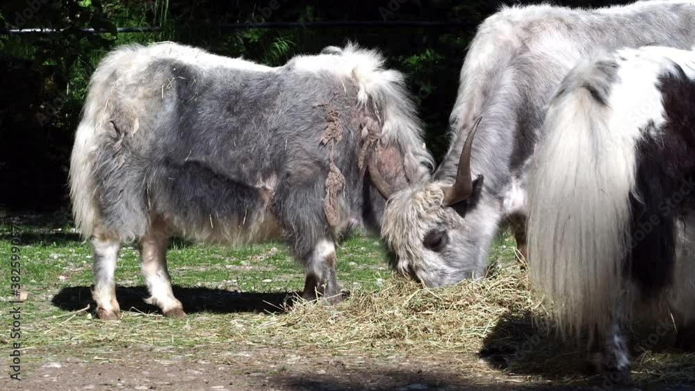 The domestic yak, Bos grunniens is a long-haired domesticated bovid found throughout the Himalayan region of the Indian subcontinent, the Tibetan Plateau and as far north as Mongolia and Russia. The domestic yak, Bos grunniens is a long-haired domesticated bovid found throughout the Himalayan region of the Indian subcontinent, the Tibetan Plateau and as far north as Mongolia and Russia.
