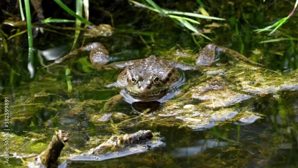 Common frog, Rana temporaria, single reptile croaking in water, also known as the European common frog or European grass frog, is a semi-aquatic amphibian of the family Ranidae Common frog, Rana temporaria, single reptile croaking in water, also known as the European common frog or European grass frog, is a semi-aquatic amphibian of the family Ranidae