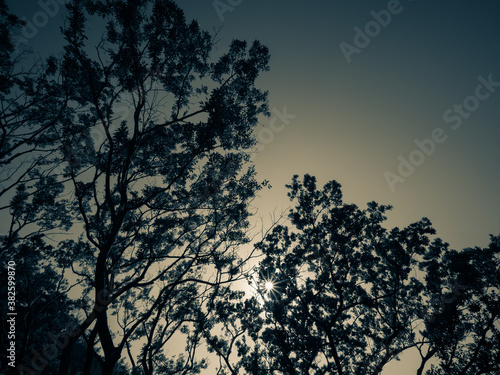 木のシルエット モノクローム写真