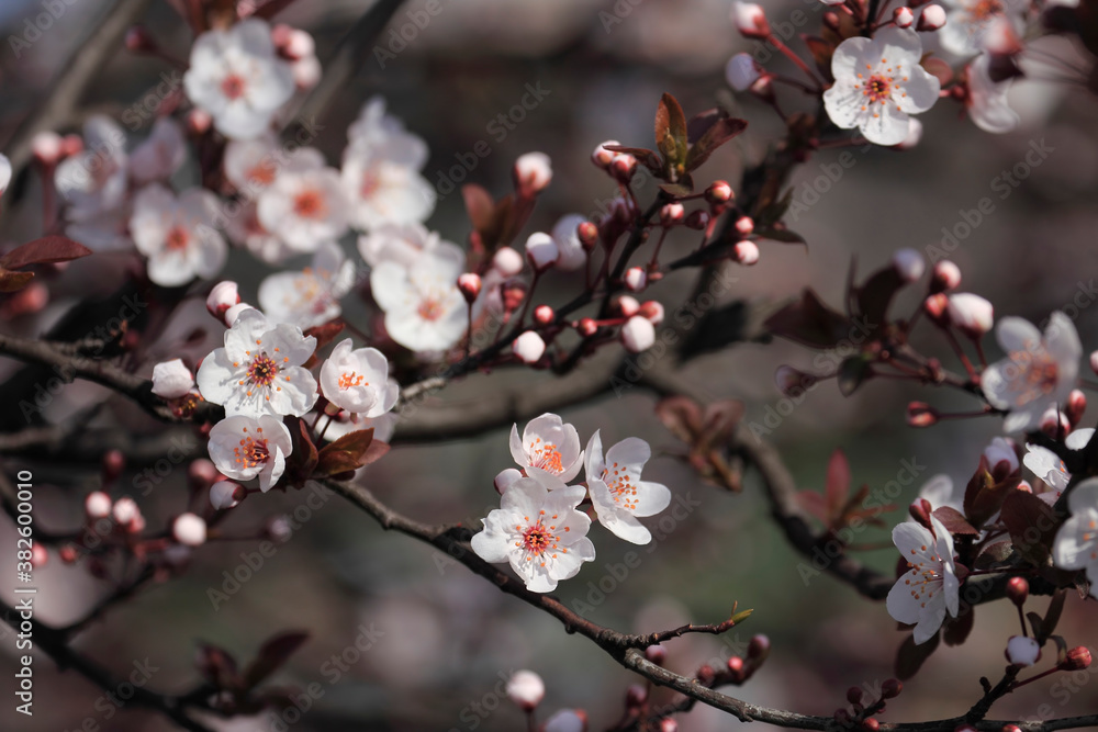 Fruit tree blossoms. Spring beginning background. The fruits blossom in spring. Bokeh.