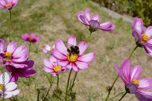 Bumblebee pollinating pink Cosmos Peppermint Rock flowers