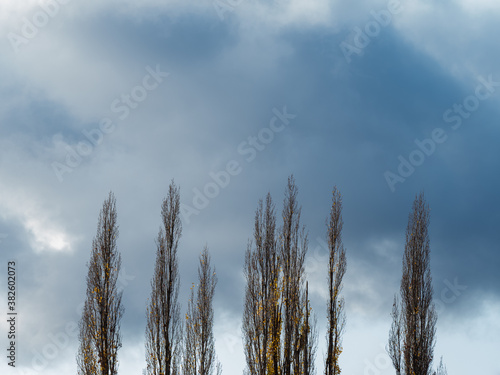 Dark clouds with trees with almost no leaves