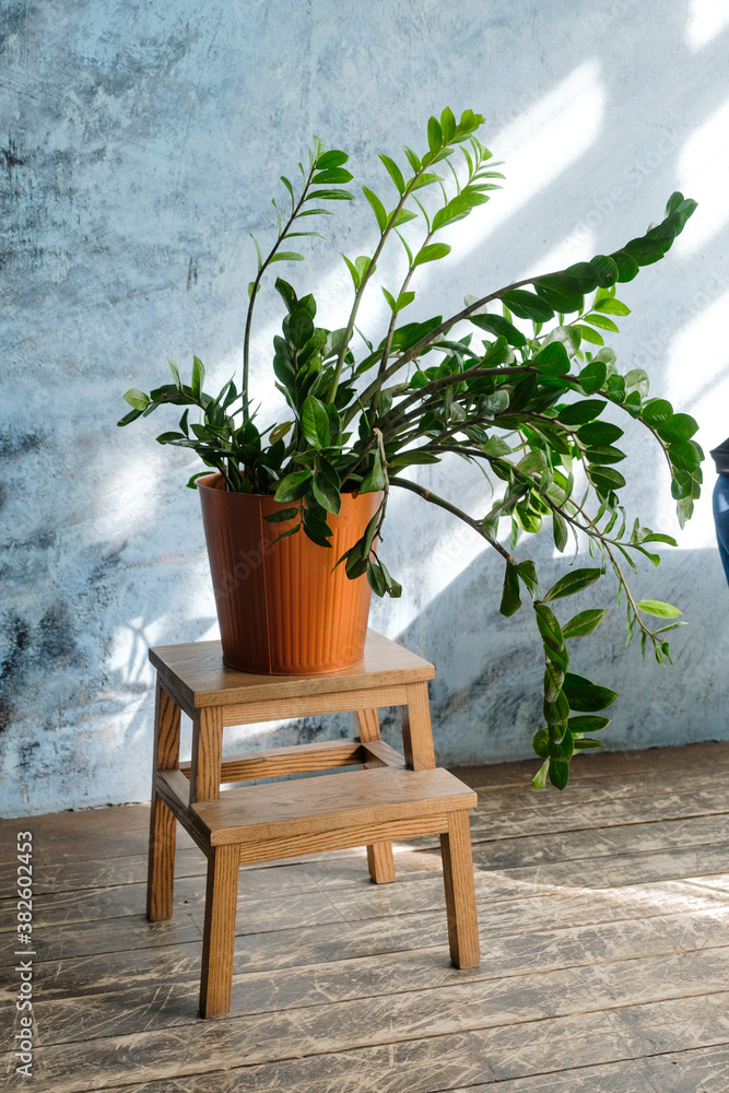 A beautiful green plant in a large pot stands on a wooden stand in a bright room near the blue wall. A beautiful green plant in a large pot stands on a wooden stand in a bright room near the blue wall.