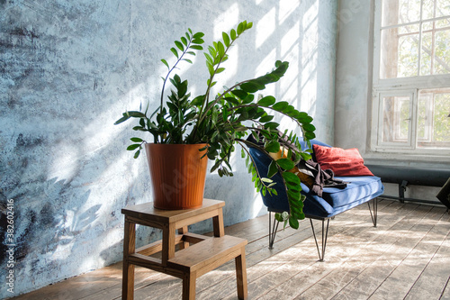 Fototapeta Naklejka Na Ścianę i Meble -  Part of the interior in a bright room with a large window. A beautiful green potted plant stands on a wooden ladder stand near the blue sofa.