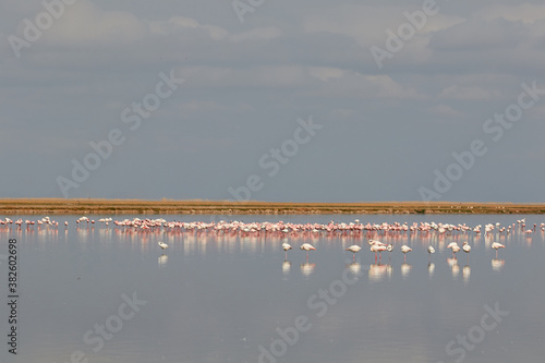 A flock of greater flamingos in Amboseli