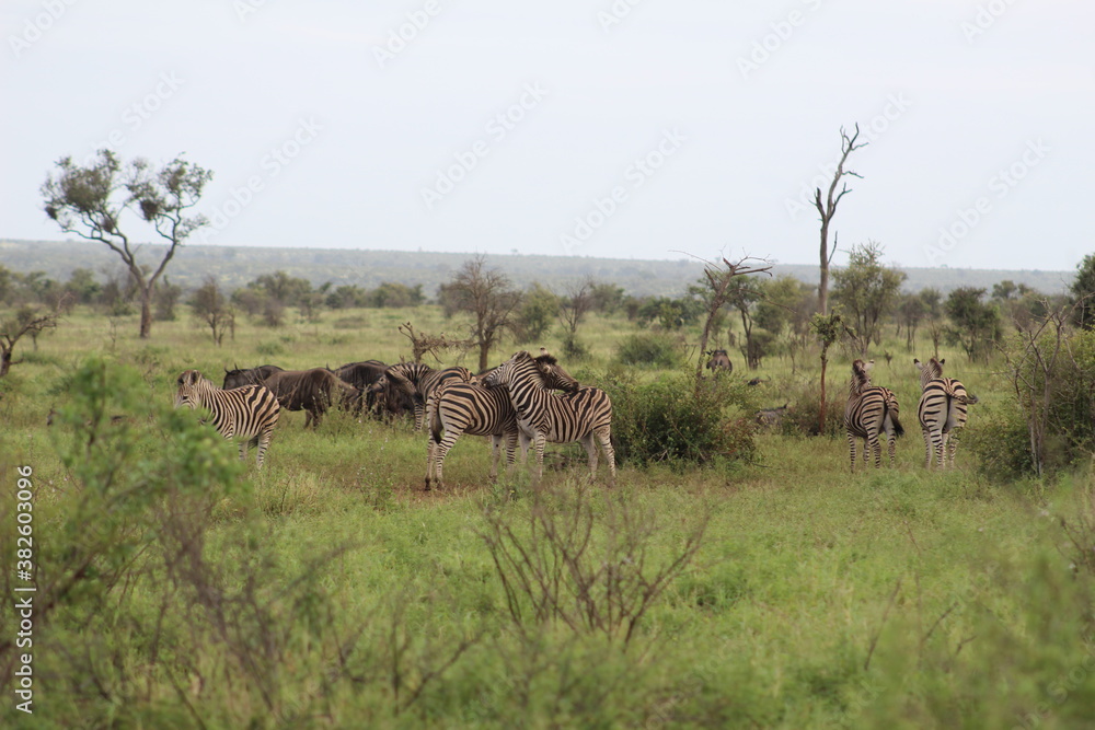 Photo taken in Kruger National Park Photo taken in Kruger National Park
