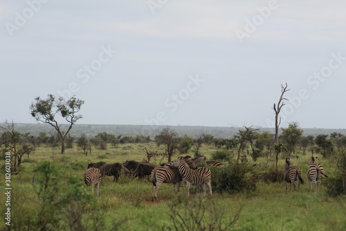 Fototapeta Naklejka Na Ścianę i Meble -  Photo taken in Kruger National Park