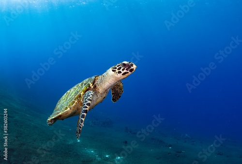 Fototapeta Naklejka Na Ścianę i Meble -  Hawksbill sea turtle in coral reefs. Underwater world of Bali, Indonesia.