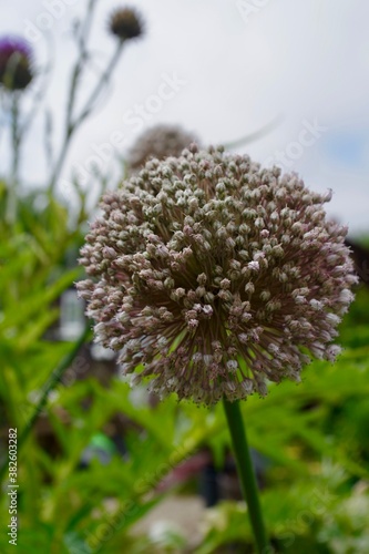 close up of an onion flower