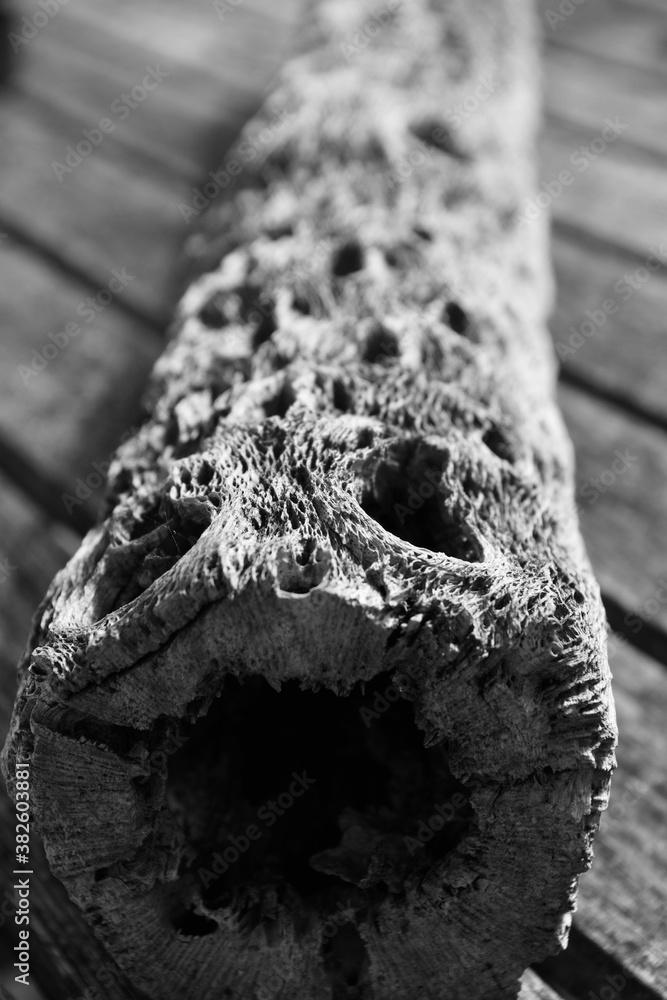 Fototapeta premium close up of a dried cactus plant