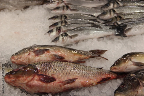 A variety of fish in ice on the counter of the store
