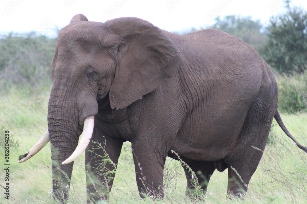 Obraz premium Photo taken in Kruger National Park