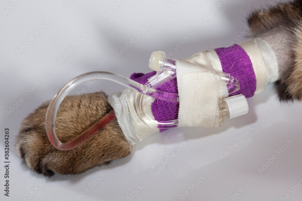 perfusion laissée en place pour un bref retour du chat à la maison foto de Stock Adobe Stock