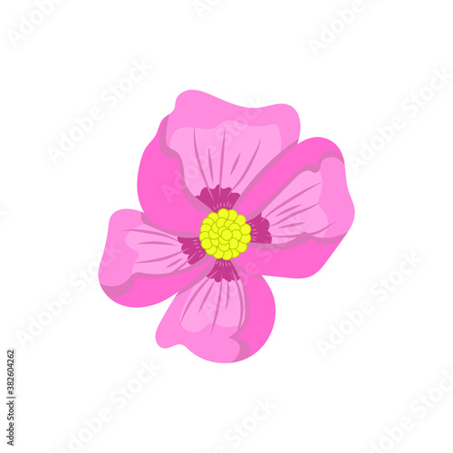 pink cosmos flower