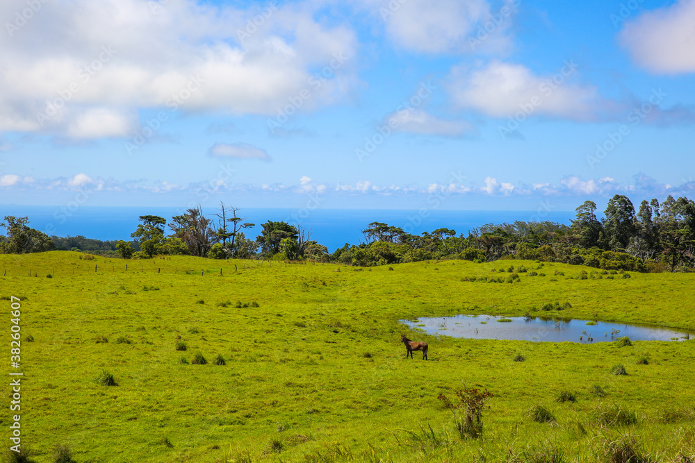 Fototapeta premium Horse in the pasture, Hawaii