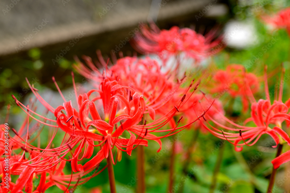 曼珠沙華