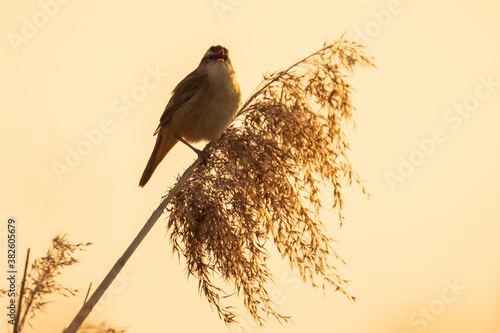 Eurasian reed warbler Acrocephalus scirpaceus bird singing in reeds during sunrise. photo