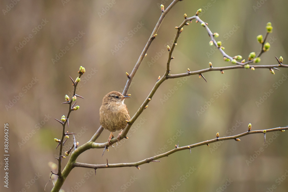 Eurasian Wren bird Troglodytes troglodytes display, singing and mating during Springtime season Eurasian Wren bird Troglodytes troglodytes display, singing and mating during Springtime season