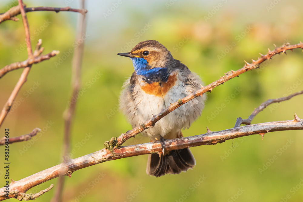 Closeup of a blue-throat bird Luscinia svecica cyanecula singing in a tree Closeup of a blue-throat bird Luscinia svecica cyanecula singing in a tree