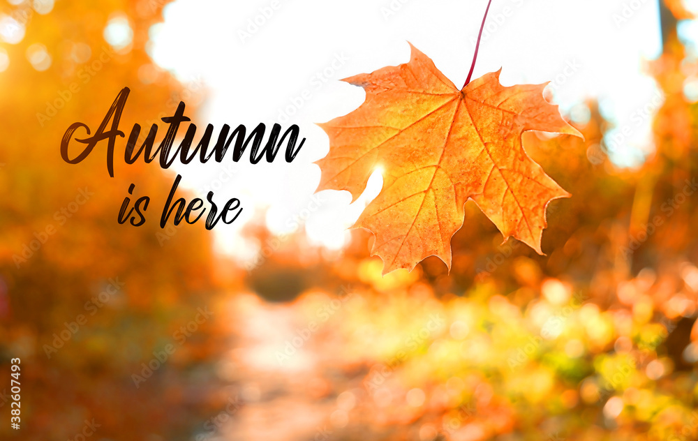 autumn is here. autumn nature background with maple leaf close up. fall season concept.