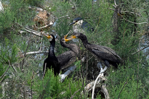 Great cormorant feeding a juvenile in the nest / Kormoran (Phalacrocorax carbo) füttert Jungtier im Nest photo