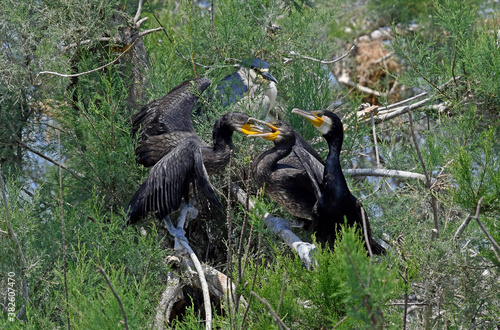 Great cormorant feeding a juvenile in the nest / Kormoran (Phalacrocorax carbo) füttert Jungtier im Nest photo