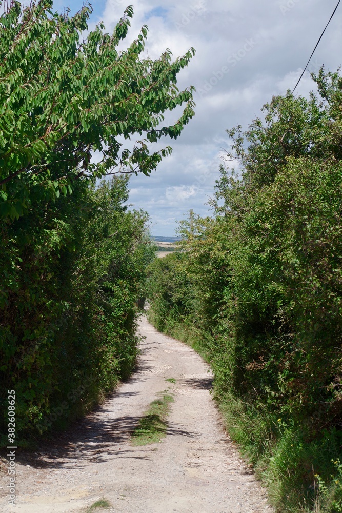 Country road in the summertime. View of the Southdowns, England