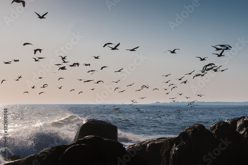 A flock of Cape cormorant or Cape shag (Phalacrocorax capensis) birds flying past over the ocean with a rock in the foreground