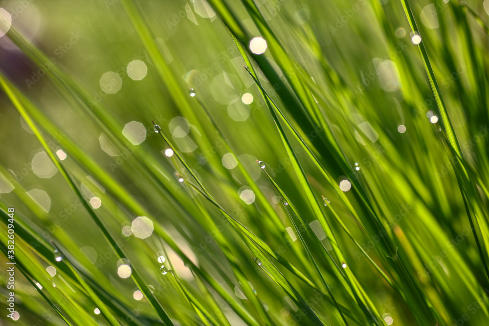 Closeup of morning dew drops on the green grass Closeup of morning dew drops on the green grass