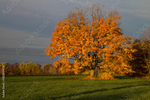 Autumn Panoramic Landscape. Large Maple tree with vibrant orange leaves in a wheat field. 
